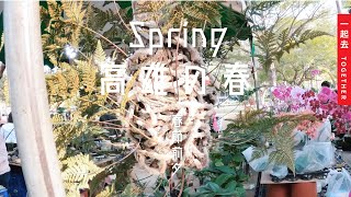 高雄踩春｜逛逛三鳳中街跟花市感受一下年味吧