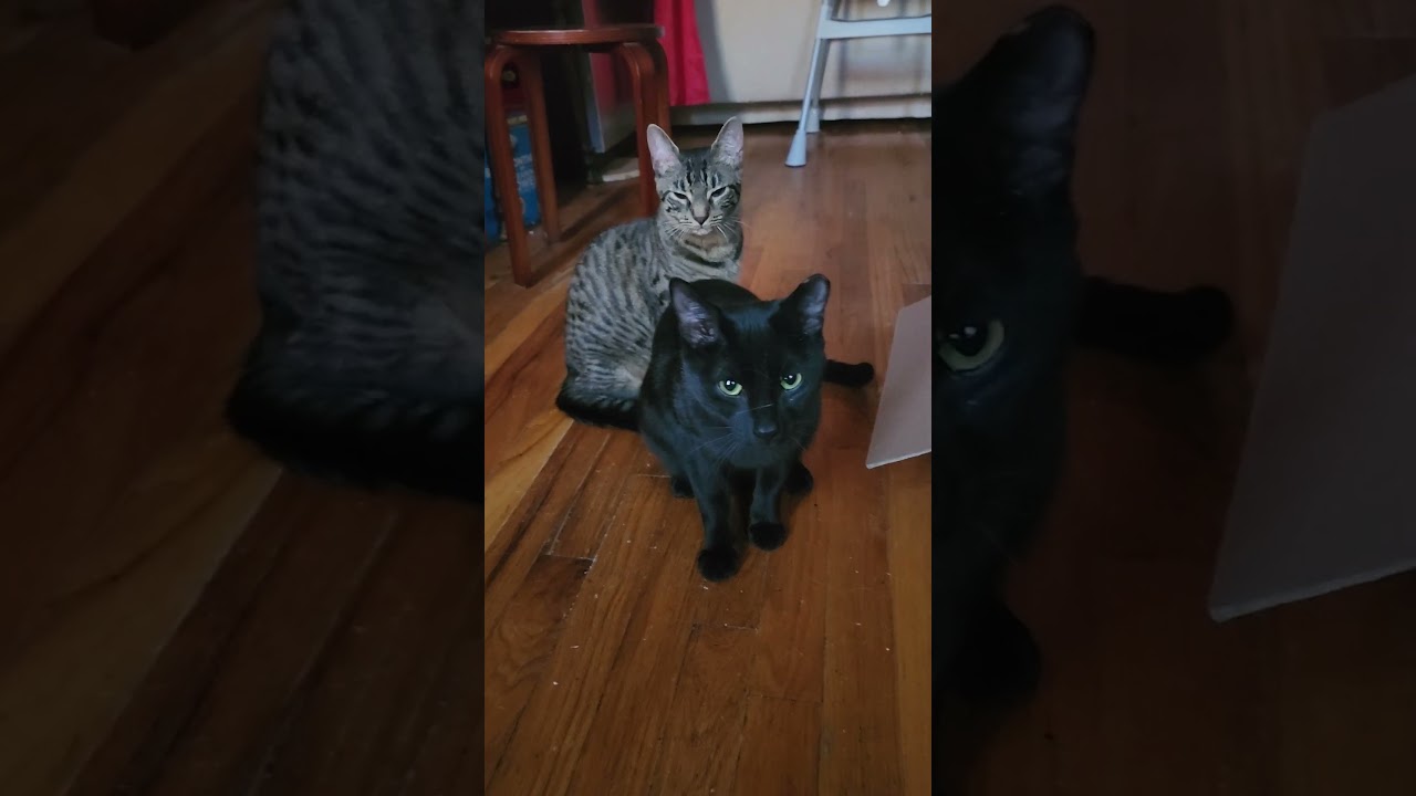 Enlarge Jose, a ADOPTABLE American Shorthair in Brooklyn, NY video 6/6