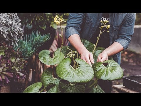 Features and maintenance of the Basque Beret - Bricomanía