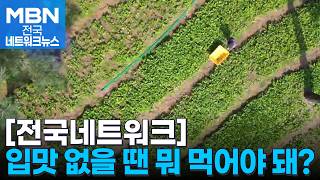 봄맛 한 소쿠리 하세요…인제 내설악 산나물 캐기 시작 [전국네트워크]