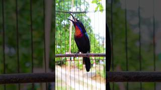 Download lagu roll panjang king konin#shorts mp3