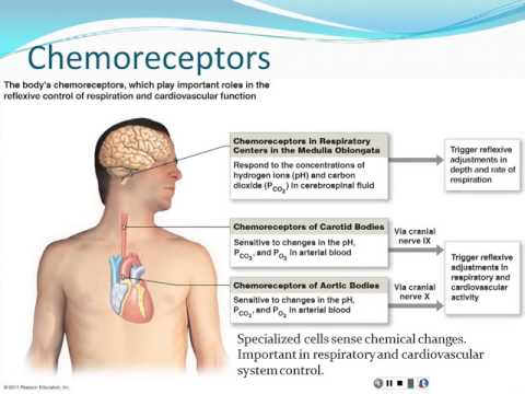 Chapter 14 - Autonomic Nervous System - Part 2