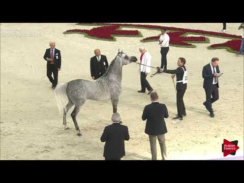 N 338 LARANDO   Sharjah International 2019