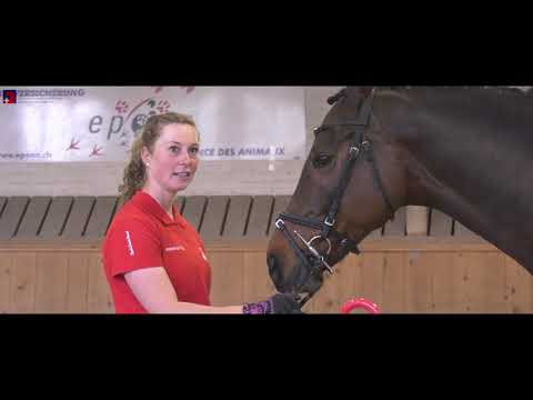 Grundausbildung Pferd - Bodenschule