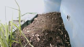 ダルマガエル観察ライブ20250917