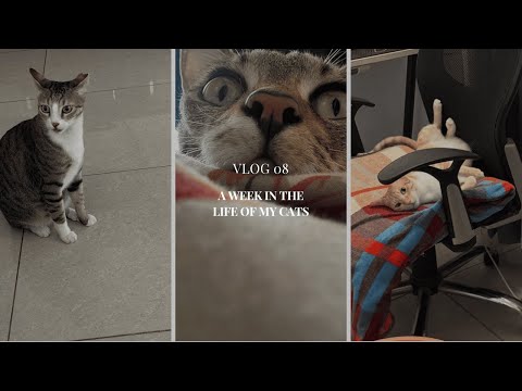 VLOG 8: A Day in the Life of My Cats