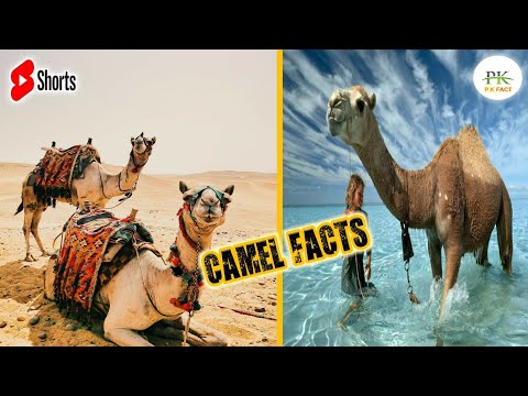Top 8 Fascinating Facts About Camels | #Shorts