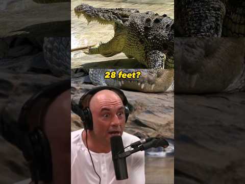 Encountering 28-foot crocodiles in the Wild - Joe Rogan and Kelly Slater  #JRE