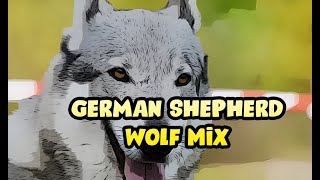 Wolf German Shepherd Mix   Hybrid Dog Br