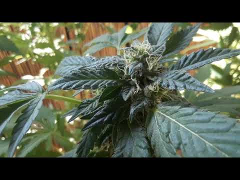 Obadiah's Garden | HARVEST TALK | Croptober 11th, 2019