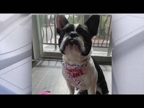 North Hollywood woman's French bulldog stolen in...