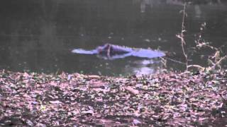 preview picture of video 'Limpopo-Lipadi: Hippo at River Camp'