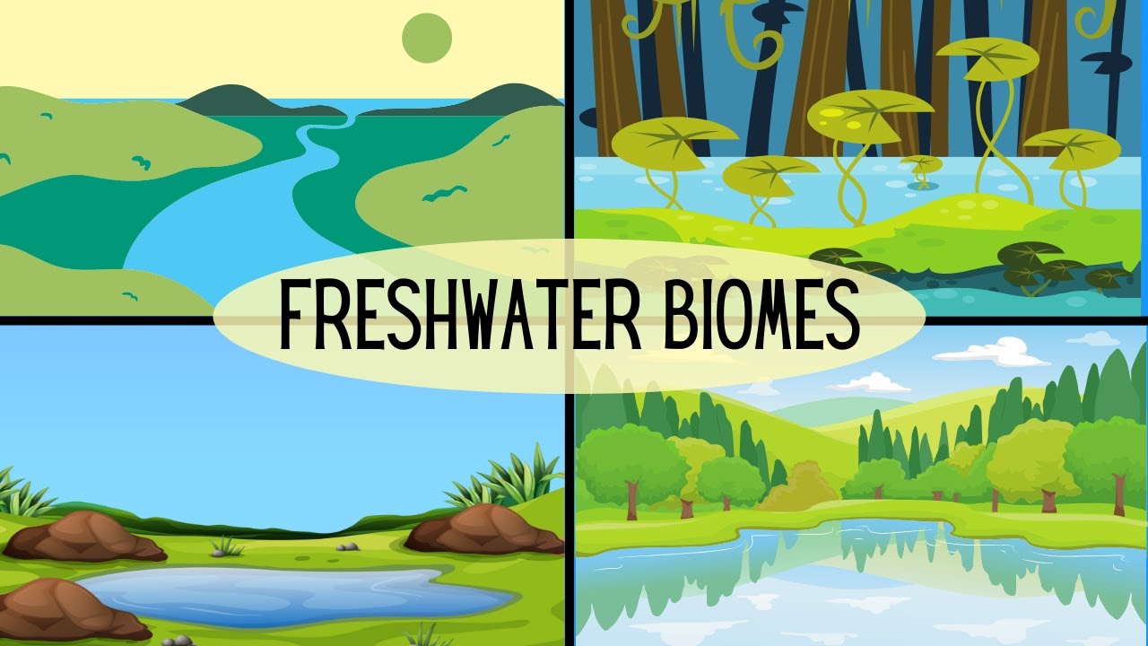 What is the climate of the freshwater biome?