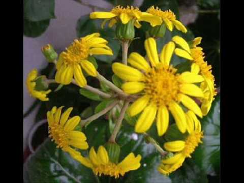 Flores Amarelas - Floribella ( Brasil ) / Floricienta