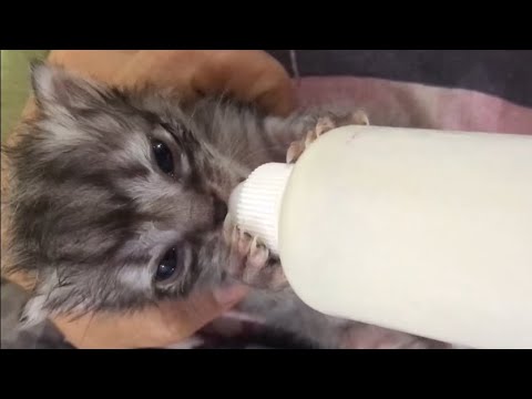 How to make cat milk for your baby kitten