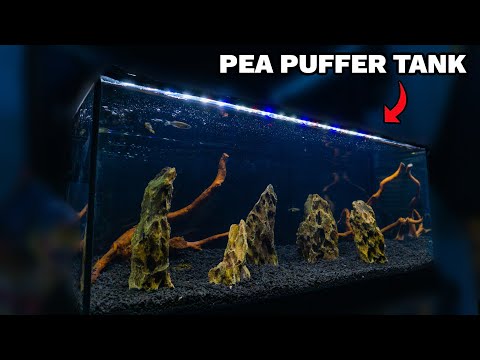 My NEW 20G LONG PEA PUFFER TANK