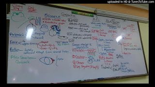 6) Dr. wael salah Conjunctiva