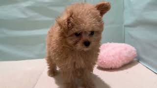 ハーフ犬の動画01