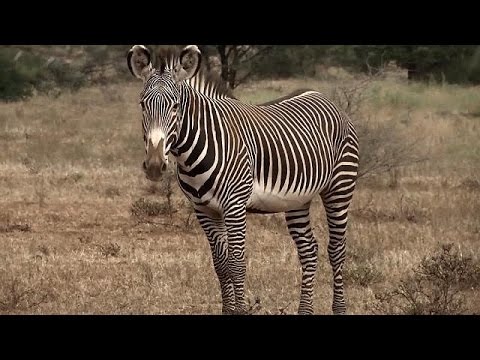 Citizens and scientists earn their stripes counting Kenya's Grevy's zebras