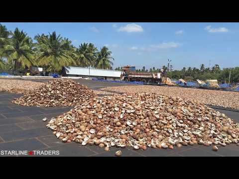 Sun dried coconut copra