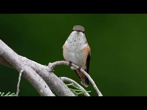 Young Rufous Hummingbird