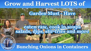 How to Grow and Harvest Bunching Onions in Containers