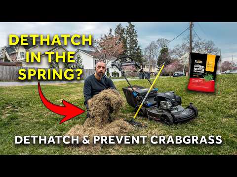 Jump Start Your Lawn This Spring | Dethatch | Prevent Crabgrass