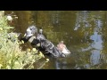 Pigeon Bath At Peter Pan