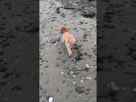 Sadie's Fight Help my dog walk again