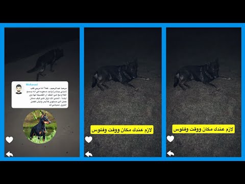 نصائح عبدالرحيم عن تربية الكلاب و الشخصيات ها حلوة و الصالحة للتربية 😍 \ سناب عبدالرحيم Bingoo