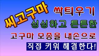 [텃밭농부.907]  씨고구마 싹틔우기 #고구마재배 #고구마순재배