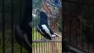 Download lagu Kacer rumahan langsung beset suara mp3