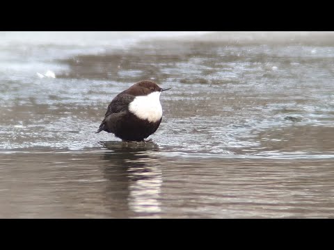 ZEISS Spotting Scope and Samsung Smartphone Digiscoping Nature  January  2026    Film in 4 k