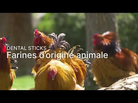Pet Food Technology - Dental sticks pour chiens