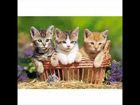 Trois Petits Chats (Version ORIGINALE)