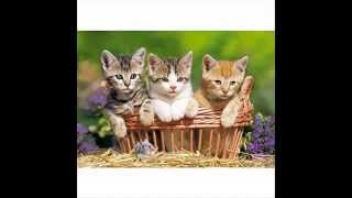 Trois Petits Chats (Version ORIGINALE)