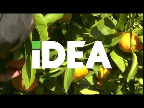 Nova ponuda mandarina u IDEA od 18 09 2017