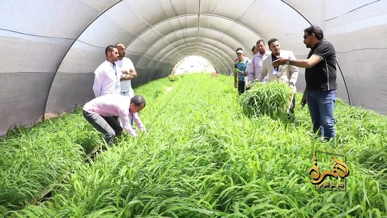 Tilmaamaha Muhiimka ah ee Cawska Panicum.