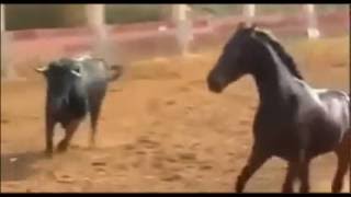 Horse VS Bull ,First time ever seen