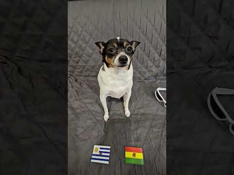 Uruguay vs Bolivia #copaamerica #copaamérica2024 #soccerpredictions #uruguay #bolivia #dog