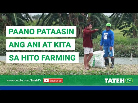 Paano Pataasin ang Ani at Kita sa Catfish Farming | TatehTV Episode 79