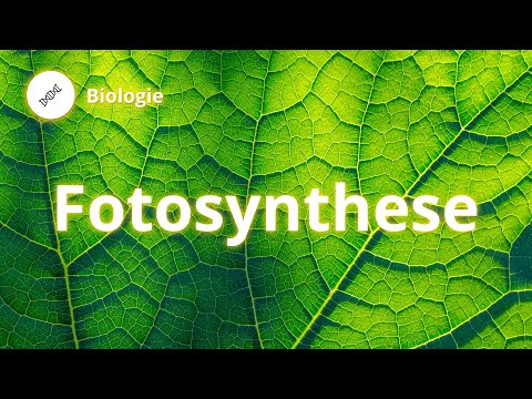 Fotosynthese: Wie funktioniert das? – Biologie | Duden Learnattack