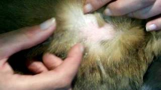 Bobtails Rescue: Rabbits and Mites - what to look for