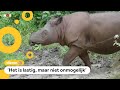 Onderzoekers proberen bijna-uitgestorven neushoorn tot leven te wekken