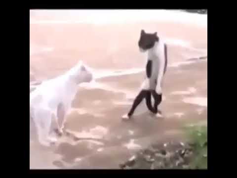 video mais visto do ano