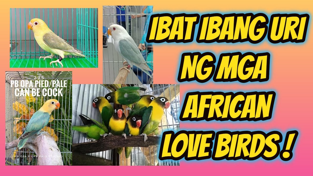 IBAT IBANG URI NG AFRICAN LOVE BIRDS