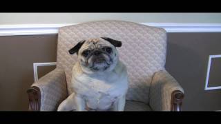 The Holiday Retirement - Gucci the Pug Loves it!