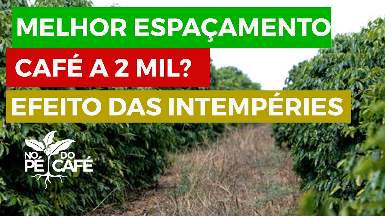 O café volta pra 2 mil? Espaçamento ideal! Efeitos de intempéries climáticas. São assuntos da semana