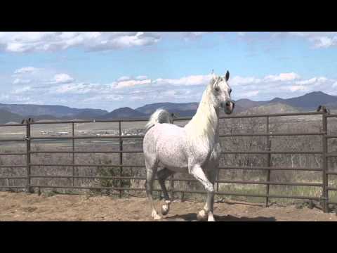 Focus Veejor-May 2011.mov