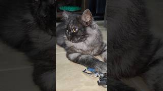 Download lagu cute cet / balek penthar mp3 Download lagu cute cet / balek penthar mp3